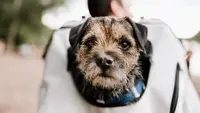A dog riding on the back of its owner in a dog carrier backpack.