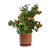 Product image of Calamansi Tree
