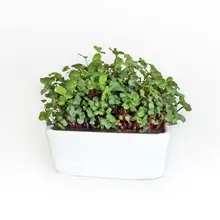 Product image of Gardenuity Microgreens Desktop Garden Starter Kit