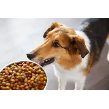 Product image of Nutrish has a new name and flavors your dogs will love