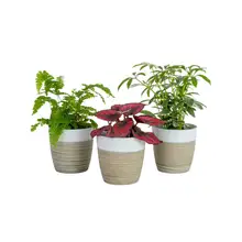 Product image of Costa Farms