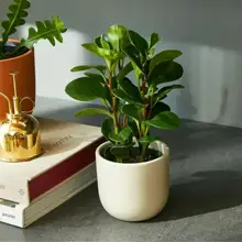 Product image of The Sill Plant and workshop