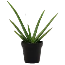 Product image of Costa Farms Aloe Vera
