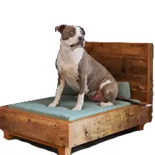 Product image of Avocado Dog Bed Frame