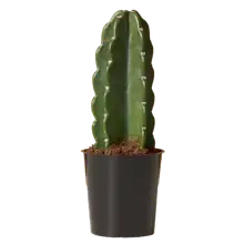 Product image of Cuddly Cactus
