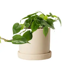 Product image of Philodendron Green