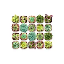 Product image of Shop Succulents Spring Beauties Pack