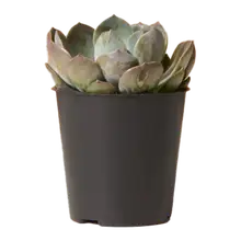 Product image of Echeveria Garotto