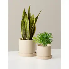 Product image of Hardy Houseplants Duo