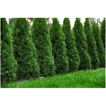 Product image of Northern Spire Arborvitae Live Evergreen Privacy Shrub