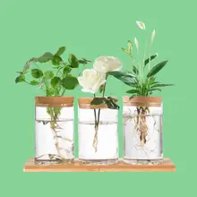 Product image of Biggun Desktop Plant Terrarium