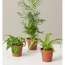 Product image of The Sill Plant Parent Set