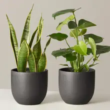 Product image of The Sill Best Sellers Duo