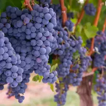 Product image of Own a Napa Vineyard