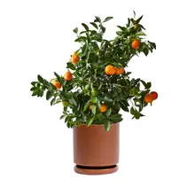 Product image of Calamansi Tree
