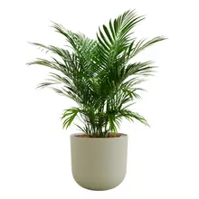 Product image of Large Cat Palm