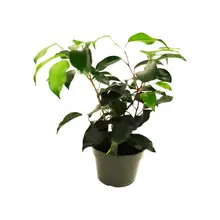 Product image of Ficus Benjamina Weeping Fig