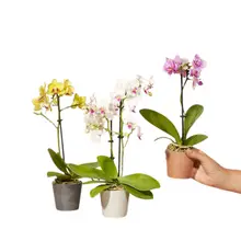Product image of Three Wishes