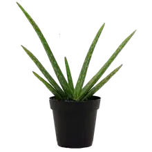 Product image of Costa Farms Aloe Vera