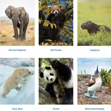 Product image of Symbolic Species Adoption