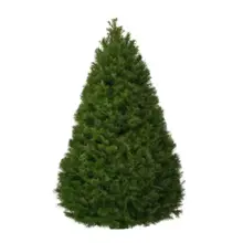 Product image of Douglas Fir Live Christmas Tree