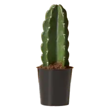 Product image of Cuddly Cactus