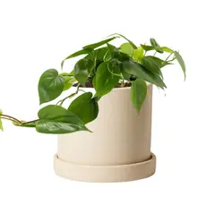 Product image of Philodendron Green