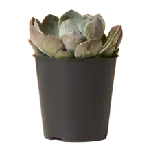 Product image of Echeveria Garotto