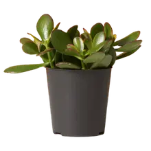 Product image of Sunset Jade