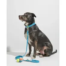 Product image of Wild One Seafoam Collar