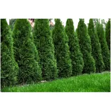 Product image of Northern Spire Arborvitae Live Evergreen Privacy Shrub