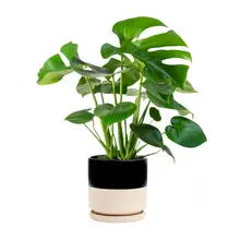 Product image of Monstera Deliciosa