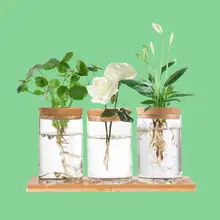 Product image of Biggun Desktop Plant Terrarium