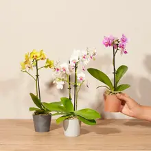 Product image of The Bouqs Three Wishes 