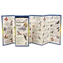 Product image of Sibley's Backyard Birds of the Northeast Folding Guide