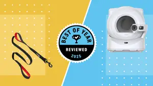 A dog leash and a cat litter box on a gold and blue background