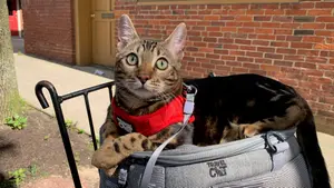 Staff Writer Lily Hartman's cat Arya on a walk in her cat harness.