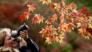 A photographer with a macro lens zooms in on some orange autumn leaves.
