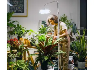 Sansi LED 100W Tall Standing Grow Light over four different green plants sitting on a wooden dresser in front of a white wall.