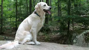 This is the only pet fitness tracker my dog hasn’t broken