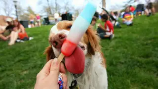 Here's how to keep your dog calm during fireworks