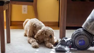 The best vacuums for homes full of fur