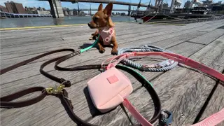 A small breed dog laying on wooden boardwalk surrounded by colorful hands-free leashes.