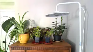 Sansi's grow light gave our plants the boost they needed
