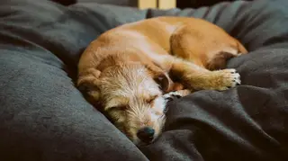 The Best Dog Beds