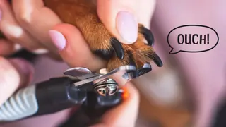 A hand holds a dog's paw to clip its nails