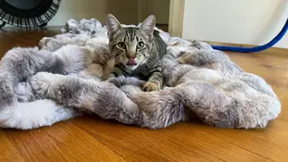 A cat lays on a faux fur blanket