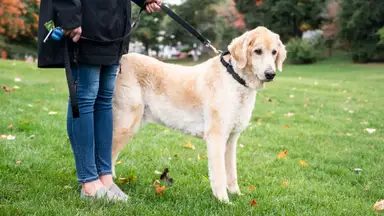 The best dog collars