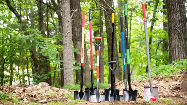 Several garden shovels stuck into the ground next to one another