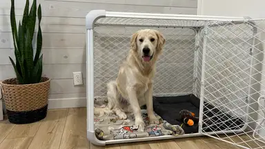 Large Golden Retriever dog inside of the Diggs Evolv Dog Crate on top of hardwood floor of residential home.